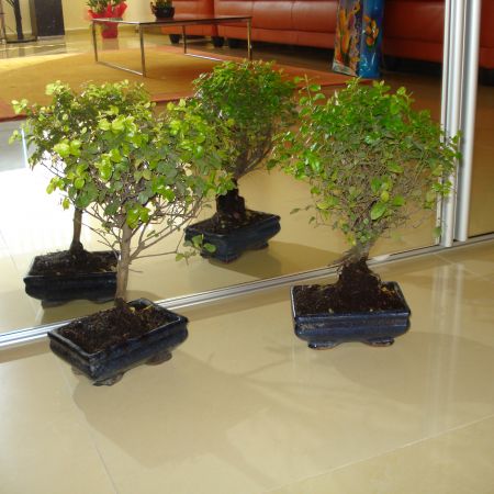 Bonsai (Mihaela)